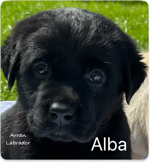 A close-up photo of a black Labrador puppy with large, expressive eyes looking directly at the camera, set against a blurred…