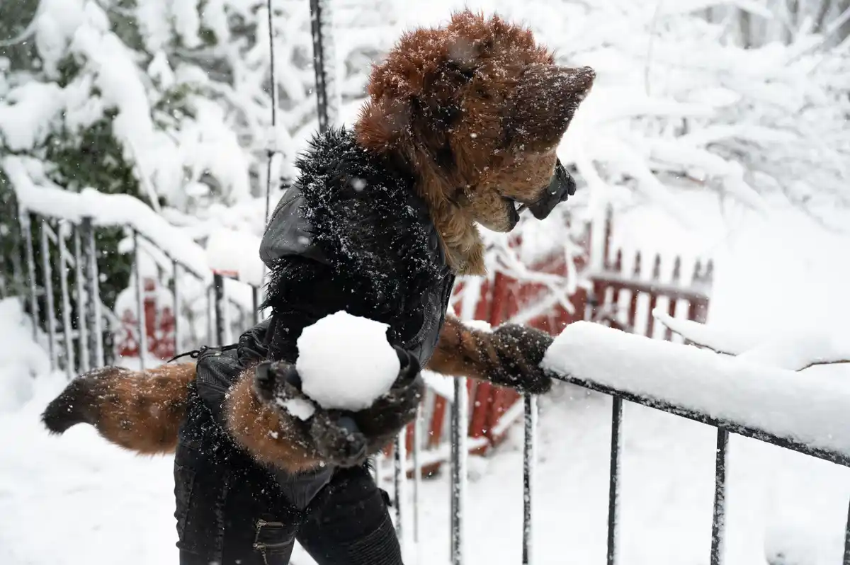 A person in a detailed hyena fursuit stands in a snowy outdoor setting, holding a snowball in one gloved hand while leaning…