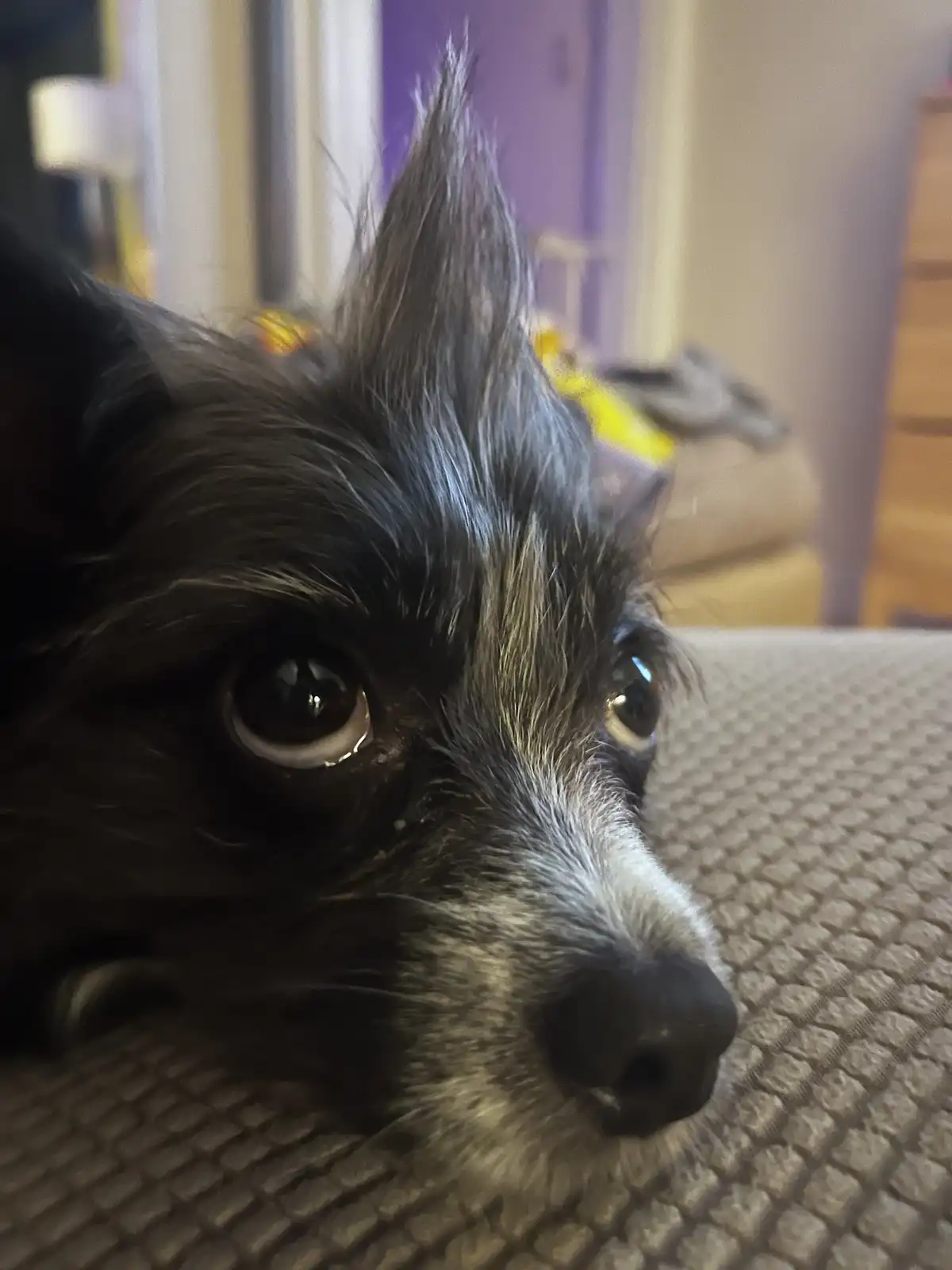 A close-up photo of a small black and white dog with large, expressive eyes and a tuft of hair standing upright on its…