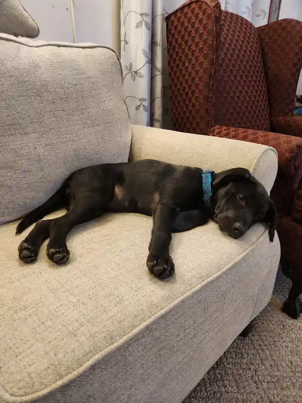 A black puppy with a blue collar is lying on its side on a light gray couch, appearing very relaxed and sleepy. Its head…