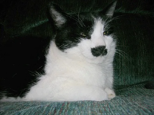 a black and white cat with a sleepy, unimpressed expression lies on a green textured couch. The cat's face is mostly white…