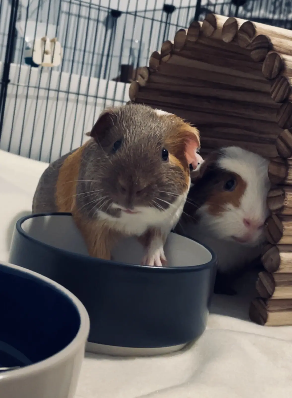 Two guinea pigs are in a cage; one stands in a dark bowl looking forward, the other peeks out from behind a wooden hide. The…