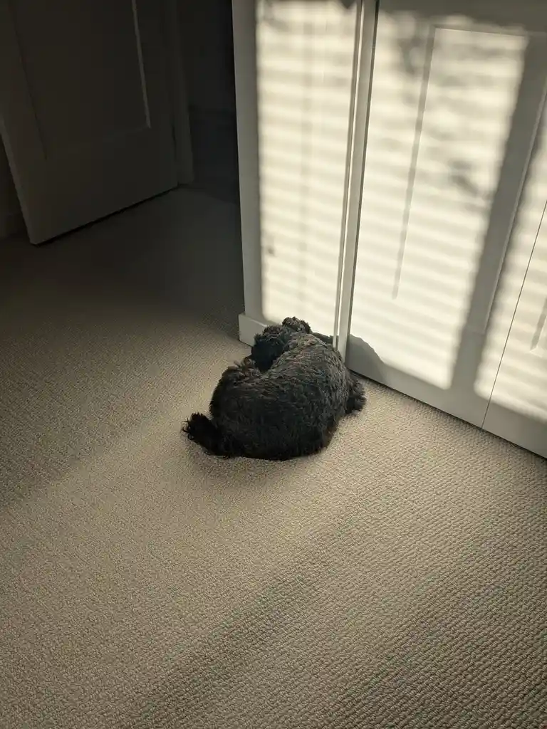 A small, dark-furred dog is curled up on a light-colored carpet near a window with blinds, basking in the sunlight. The dog…