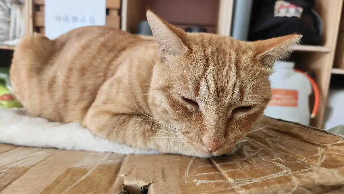An orange tabby cat is curled up and sleeping soundly on a cardboard surface with a white fluffy blanket underneath. Its…