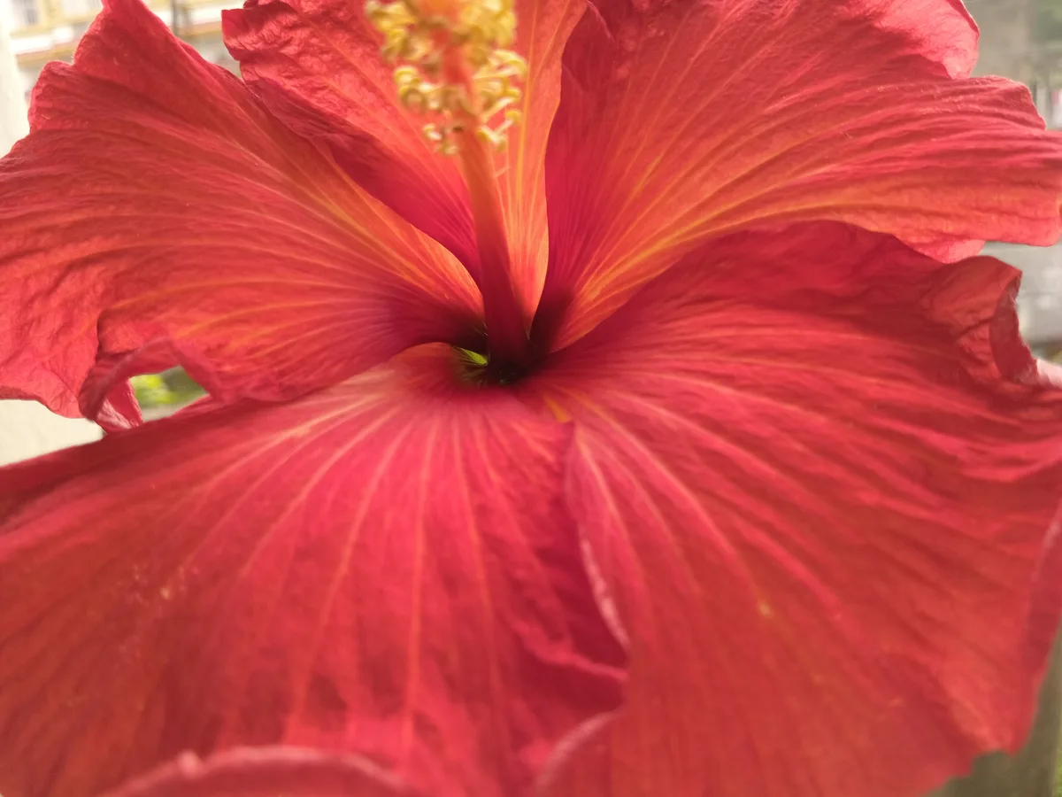 A close-up photograph of a vibrant red hibiscus flower with yellow-orange veins and a prominent stamen, overlaid with the…