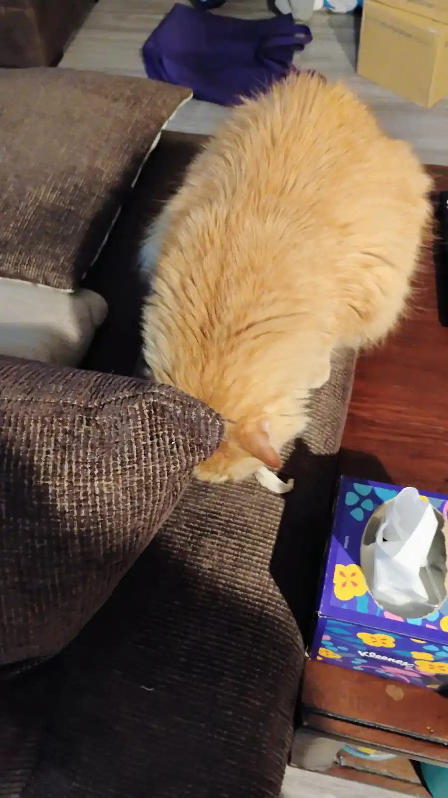 Princess Mimi's Favorite Treats: Turkey and Chicken Delights