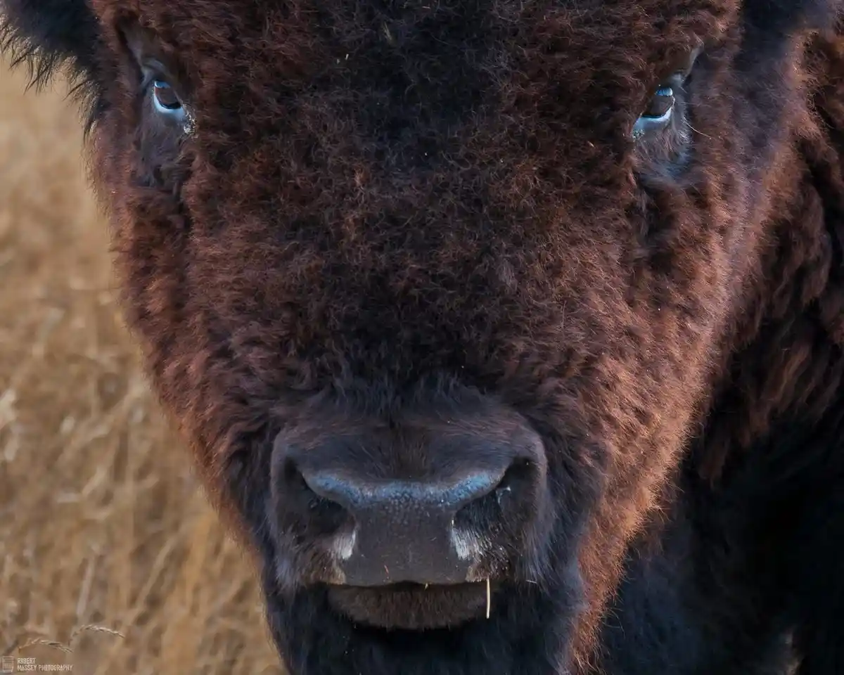 Majestic Bison: Nature's Gentle Giants