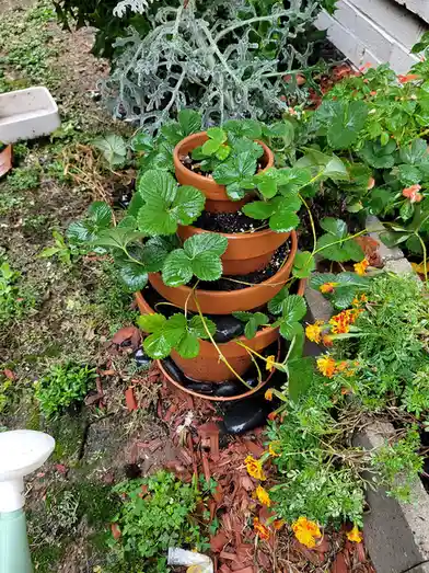 I grew strawberries this year, and they thrived! I've now moved some to a multi-tiered clay pot to keep them cozy indoors for the winter.