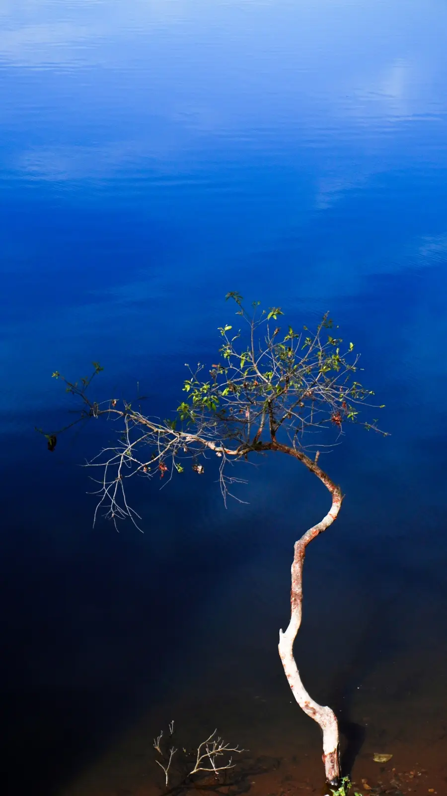 A lone, gnarled tree with sparse green leaves stands partially submerged in deep blue water, its trunk curving upward from…