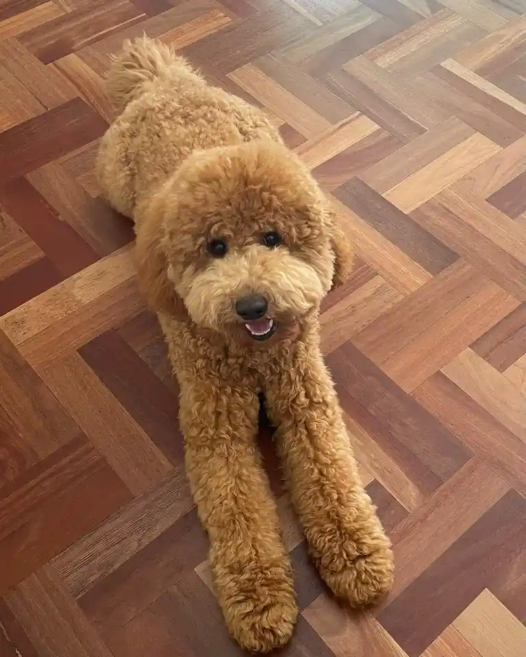 A fluffy, light brown poodle-like dog is lying on a wooden parquet floor, looking up with a happy expression. Its front paws…
