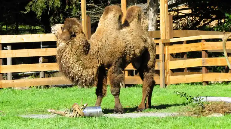 A brown, shaggy two-humped camel stands in a grassy enclosure with a wooden fence behind it, its head turned to the side…