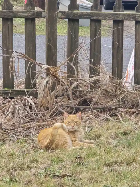 An orange tabby cat is lying on grass in front of a wooden fence, surrounded by dry grass and twigs, while scratching its…