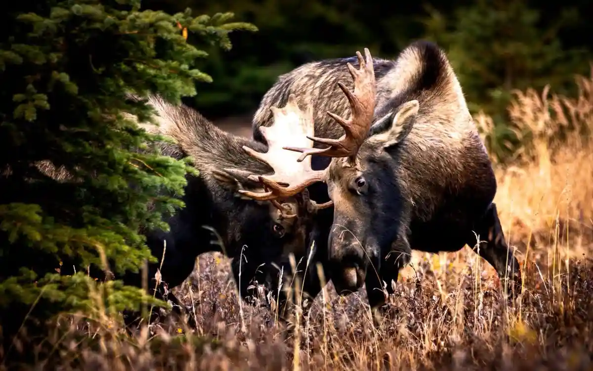 Two large male moose with impressive antlers are locked in a head-to-head clash in a grassy field with evergreen trees in…