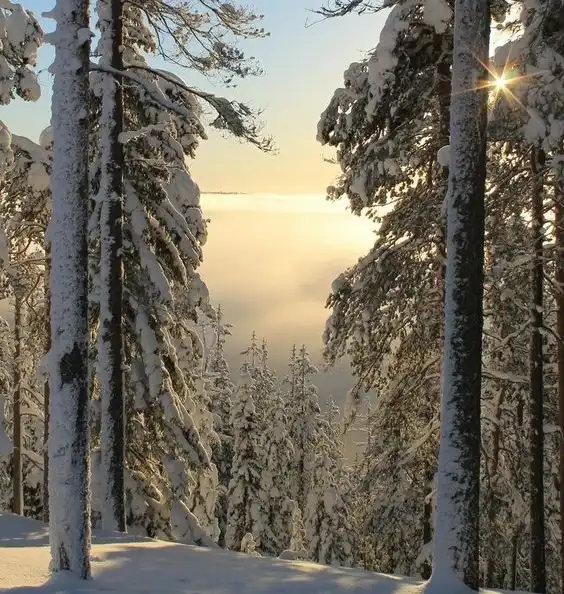 A serene winter forest scene with snow-covered pine trees framing a view of a sunlit, foggy valley below. The sun shines…