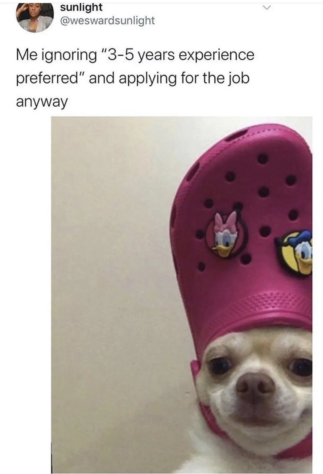 A small white dog with large dark eyes looks directly at the camera while wearing a bright pink Crocs shoe on its head. The…