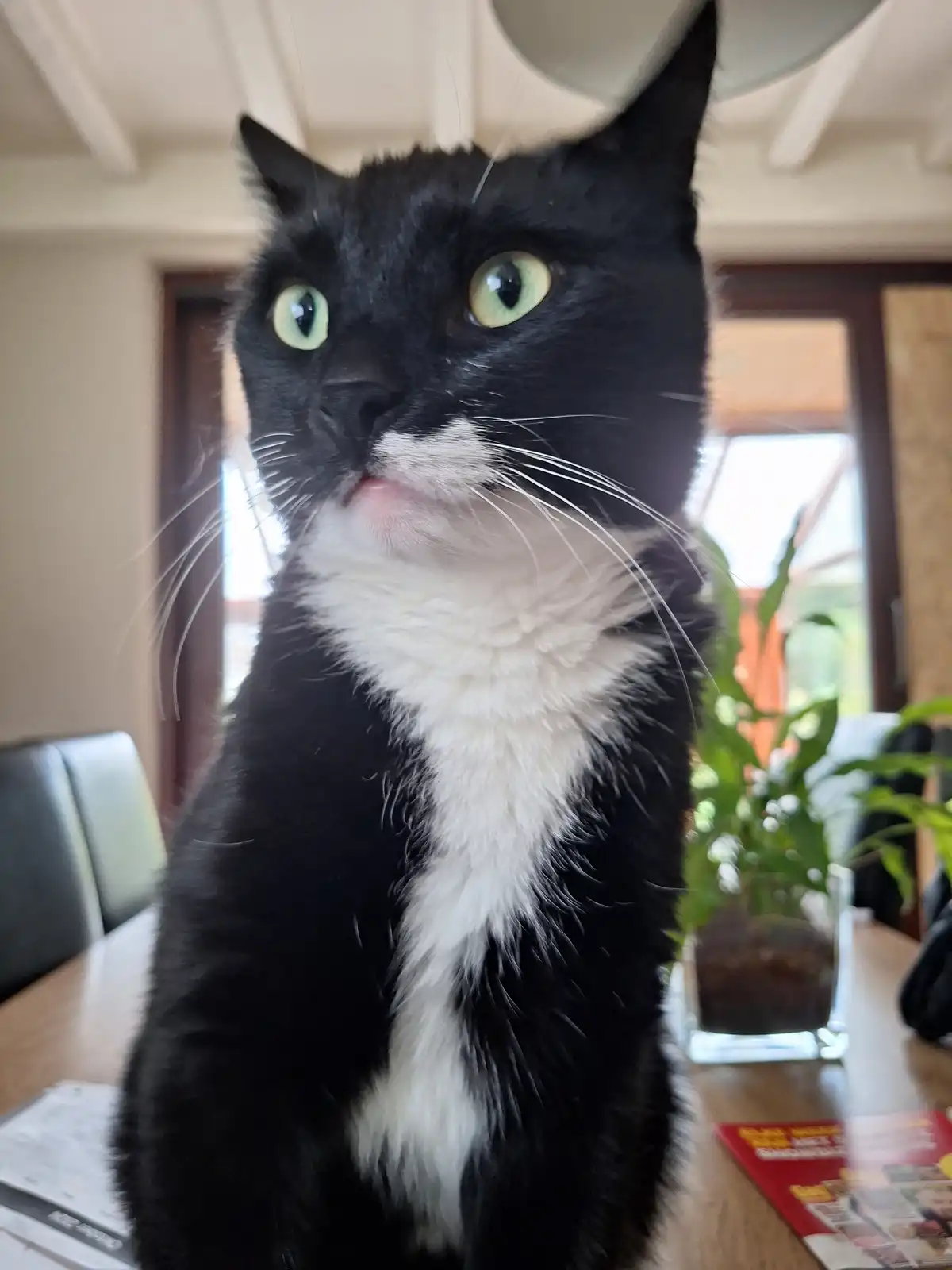 A black and white cat with bright green eyes sits upright on a wooden table, looking directly at the camera with a slightly…