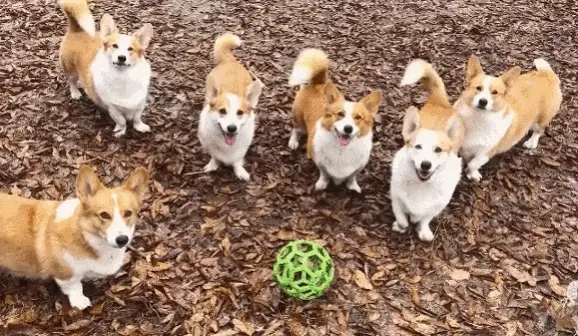 A composite image showing a group of corgis standing in a line on a bed of brown mulch, looking at a green ball. The image…