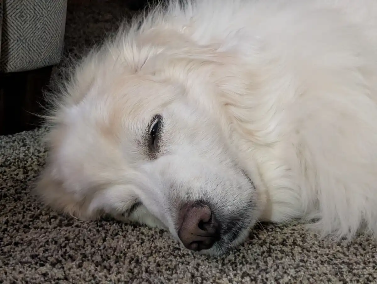 A close-up photo shows a fluffy white dog resting its head on a textured carpet, one eye slightly open while the other is…