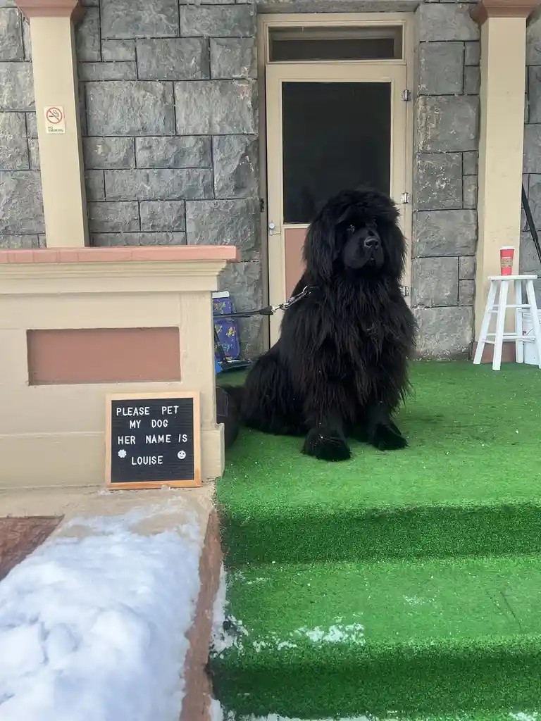 A large, fluffy black dog sits patiently on green artificial turf in front of a stone building entrance, next to a small…