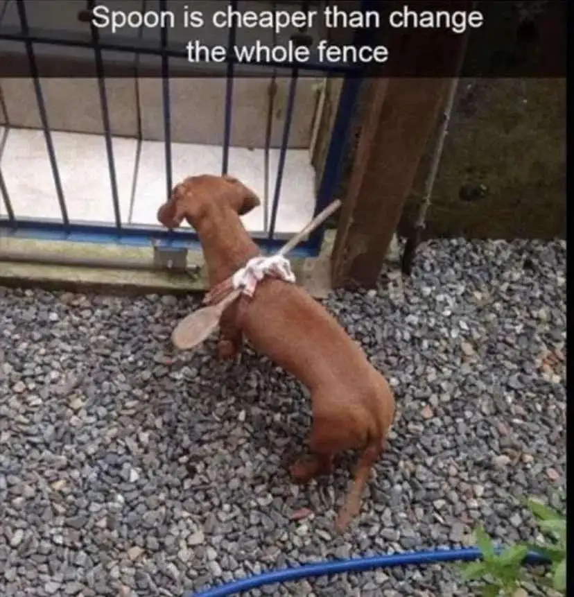 A brown dachshund stands on gravel, facing a metal fence, with a wooden spoon tied to its back. The overlaid text reads…