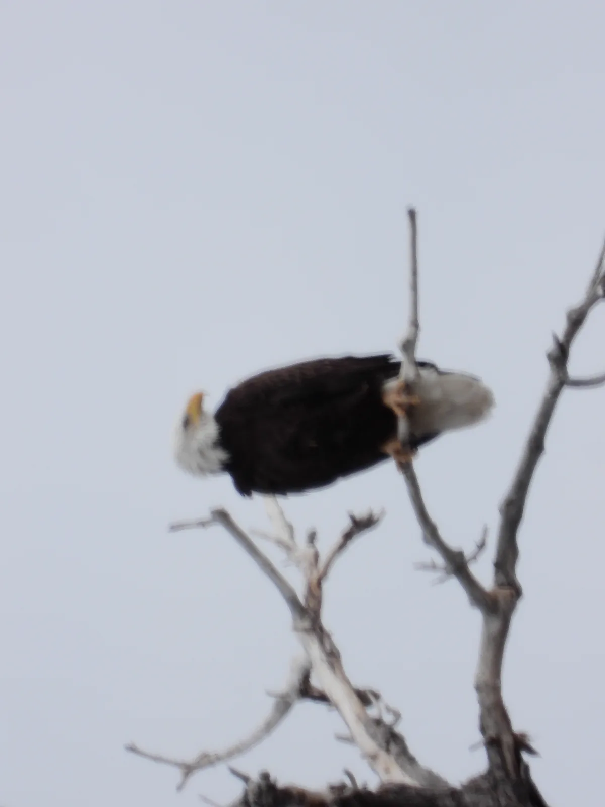 A bald eagle is perched on a bare tree branch against a pale sky, appearing to be in a relaxed or slightly slumped posture…