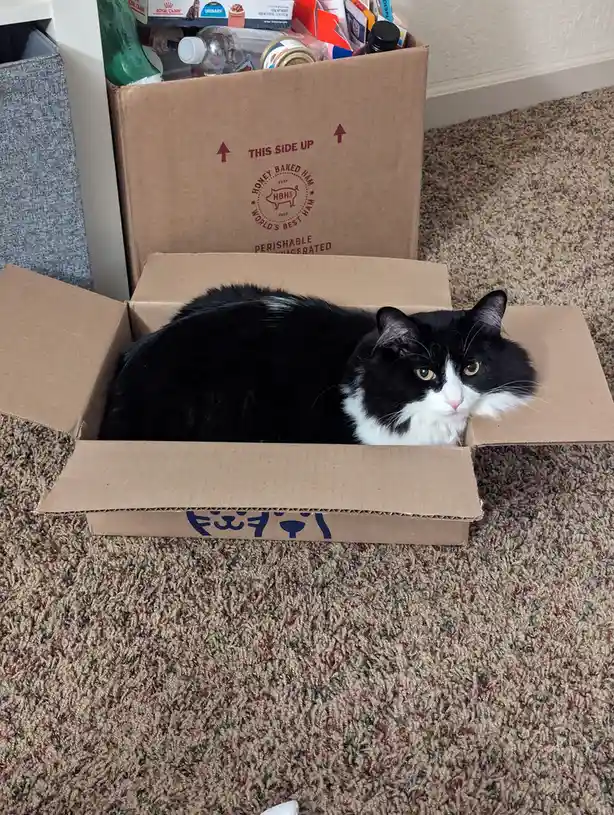 A black and white cat with a fluffy coat and yellow eyes is lounging inside an open cardboard box on a carpeted floor. The…