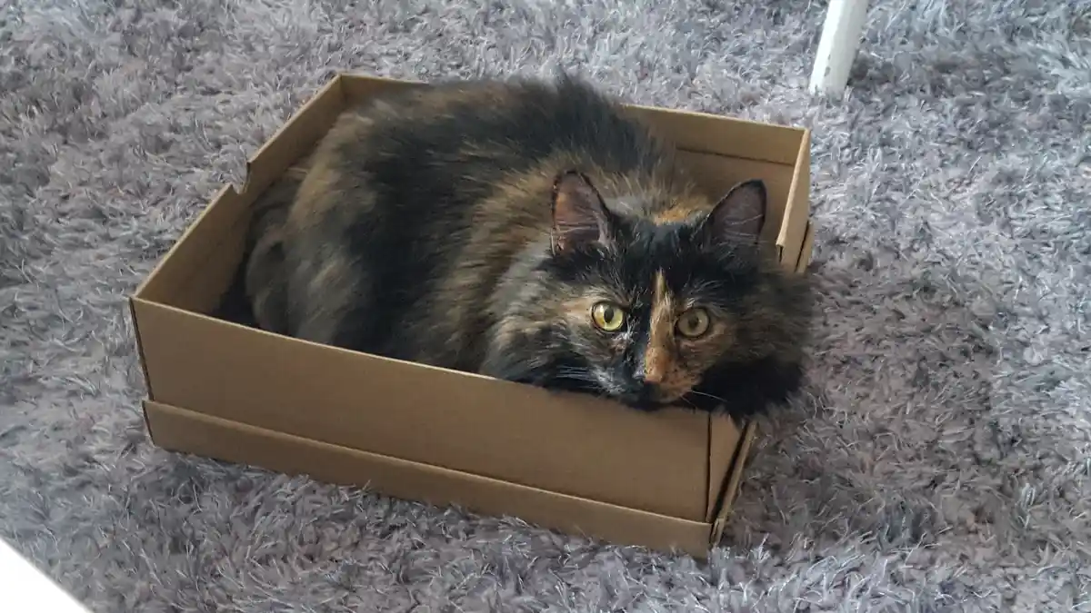 A fluffy tortoiseshell cat with yellow eyes is curled up inside a plain cardboard box resting on a grey shaggy carpet. The…