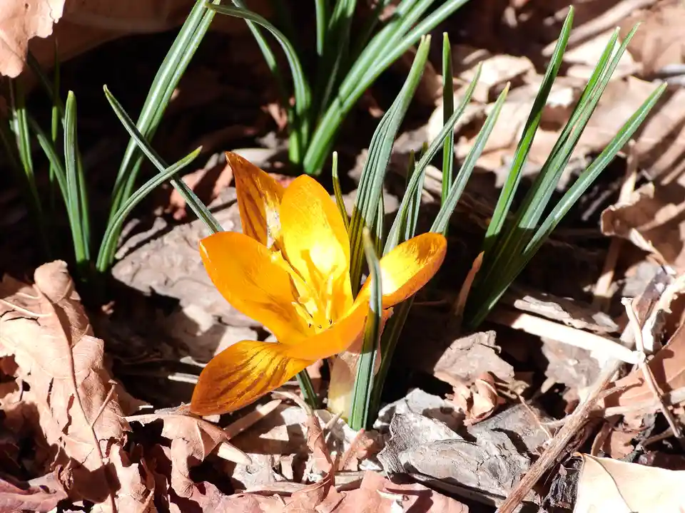 A bright yellow crocus flower blooms through a bed of brown, decaying leaves and green grass blades under sunlight. The…