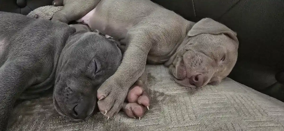 Two grey Weimaraner puppies are sleeping soundly on a textured grey blanket, curled up together on a dark couch. Their eyes…