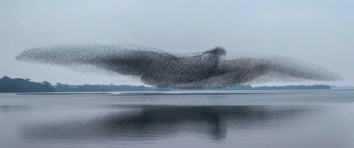 A large flock of birds flies in a formation that visually resembles a single bird with outstretched wings over a calm body…