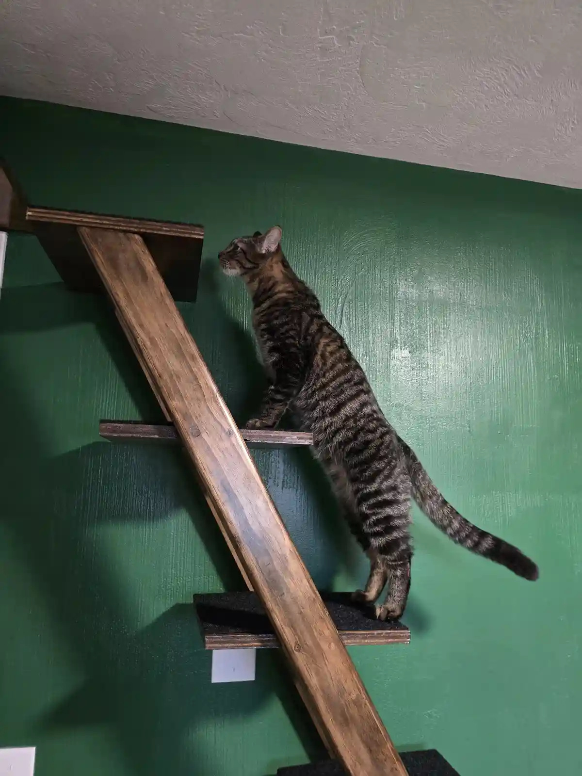 A tabby cat stands on a wooden wall-mounted ladder, looking upward with a focused expression against a green wall. The…