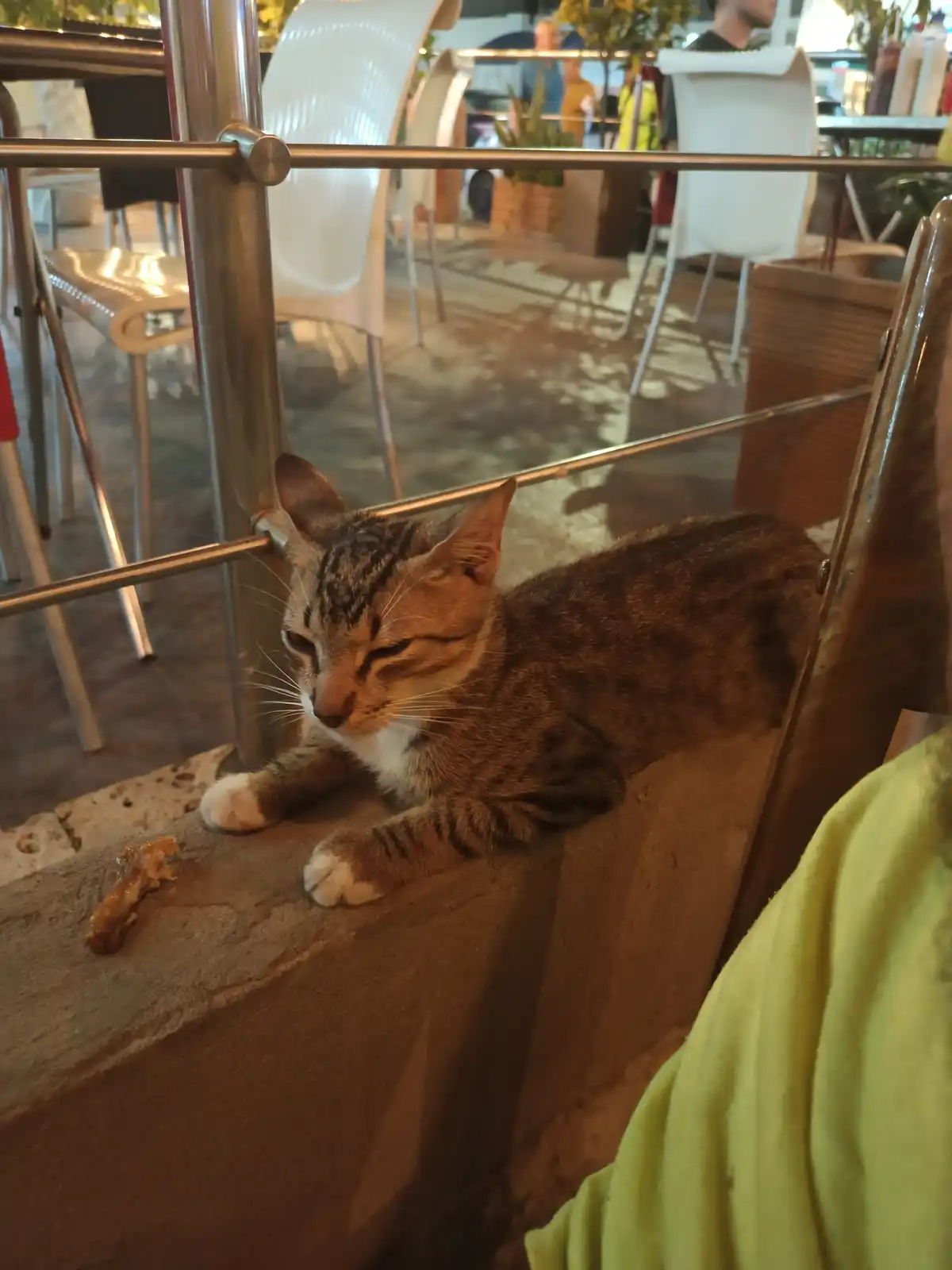 A tabby cat with white paws lies on a concrete ledge next to a metal railing, looking down at a small piece of food on the…