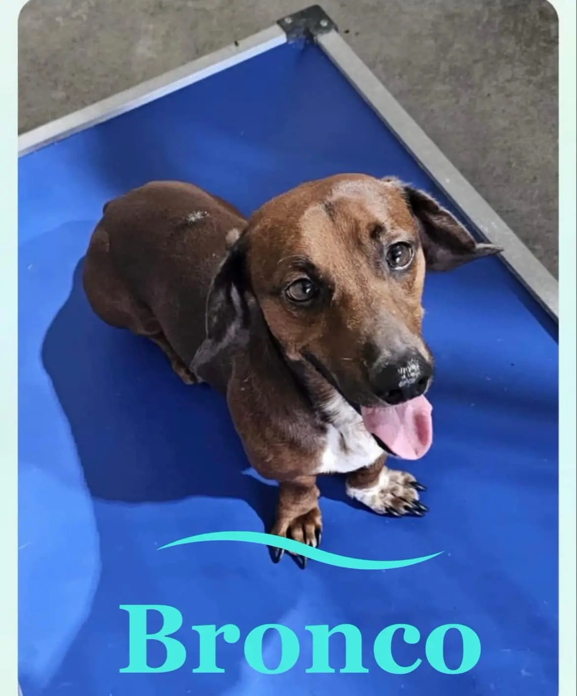 A brown dachshund with a white chest and paws sits on a blue padded surface, looking up with its tongue out. The name…