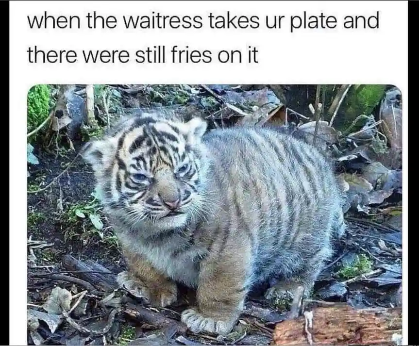 A photo of a very young tiger cub with a grumpy, unimpressed expression, standing in a natural setting with leaves and…