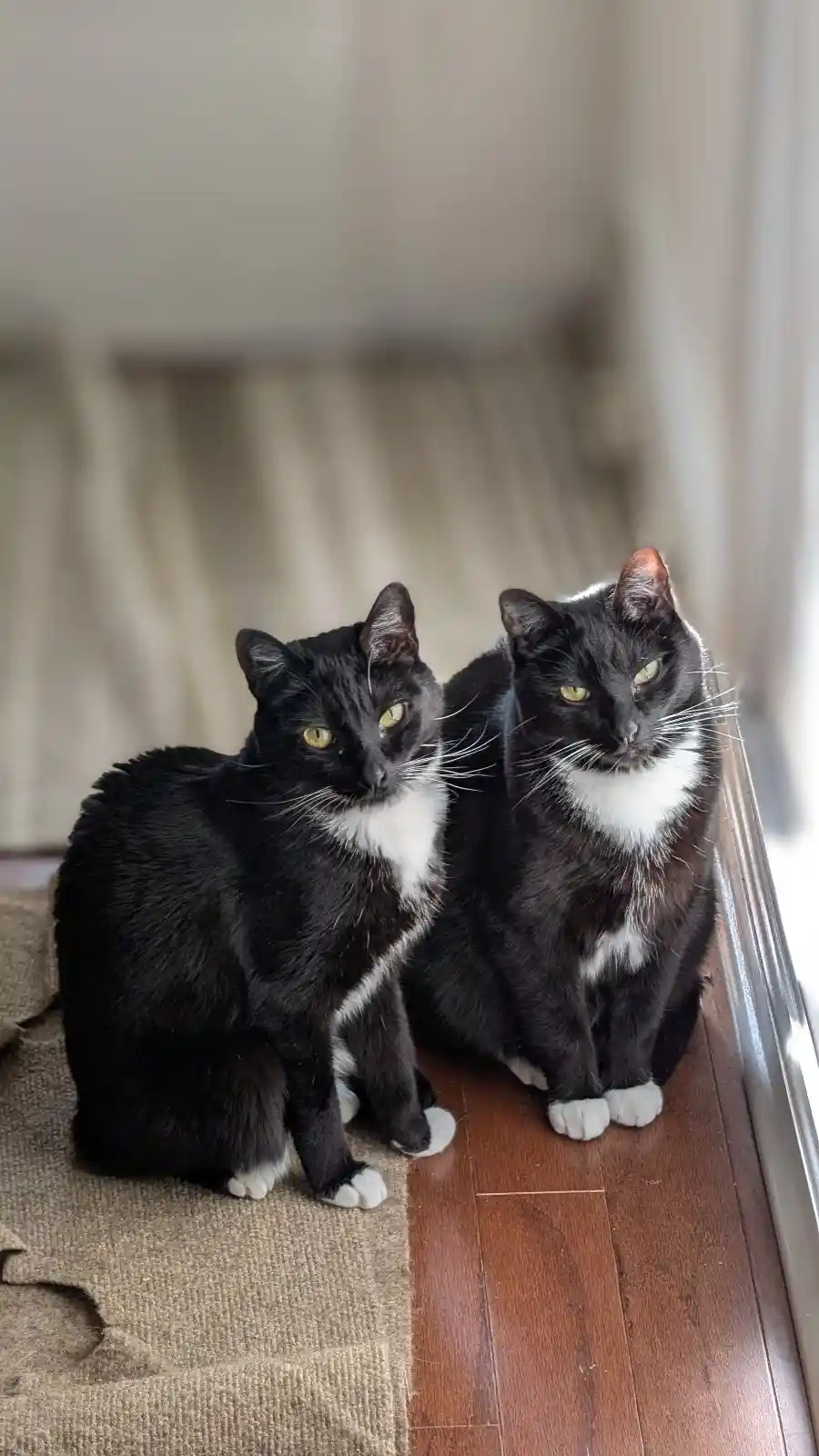 Two black-and-white cats with white chests and paws sit side by side on a wooden floor next to a window, looking directly at…