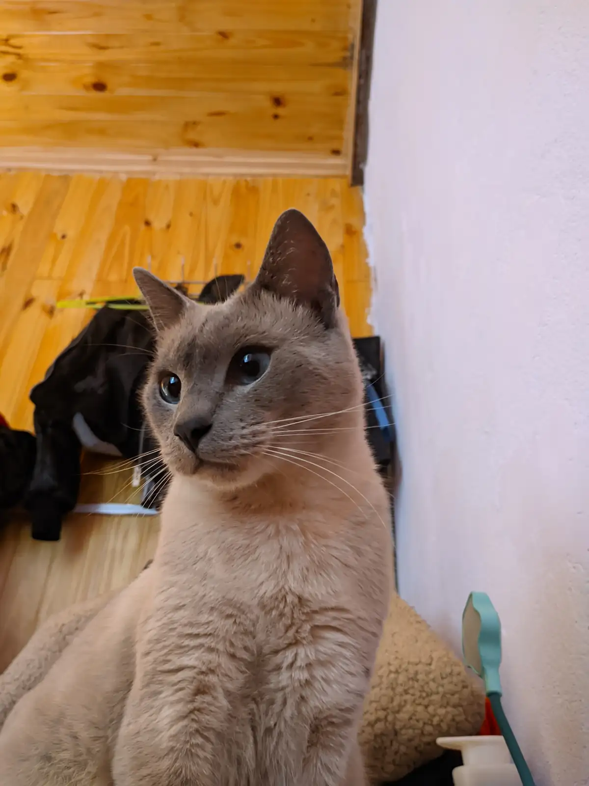 A light-colored cat with large blue eyes sits upright, looking slightly to the side with a serious, almost human-like…