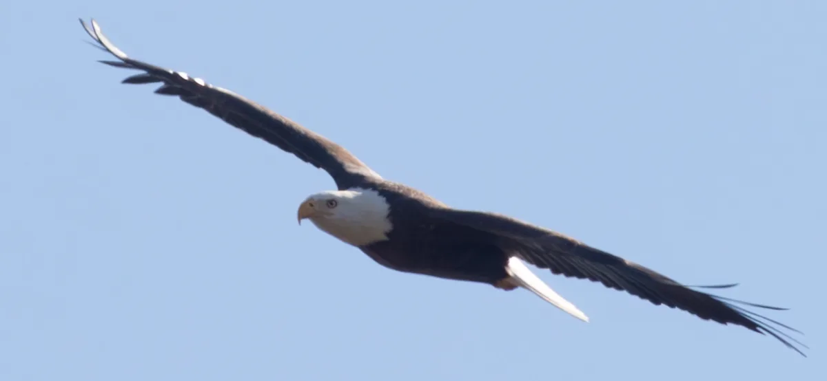 A bald eagle soars with wings fully extended against a clear blue sky, its white head and tail contrasting with dark brown…