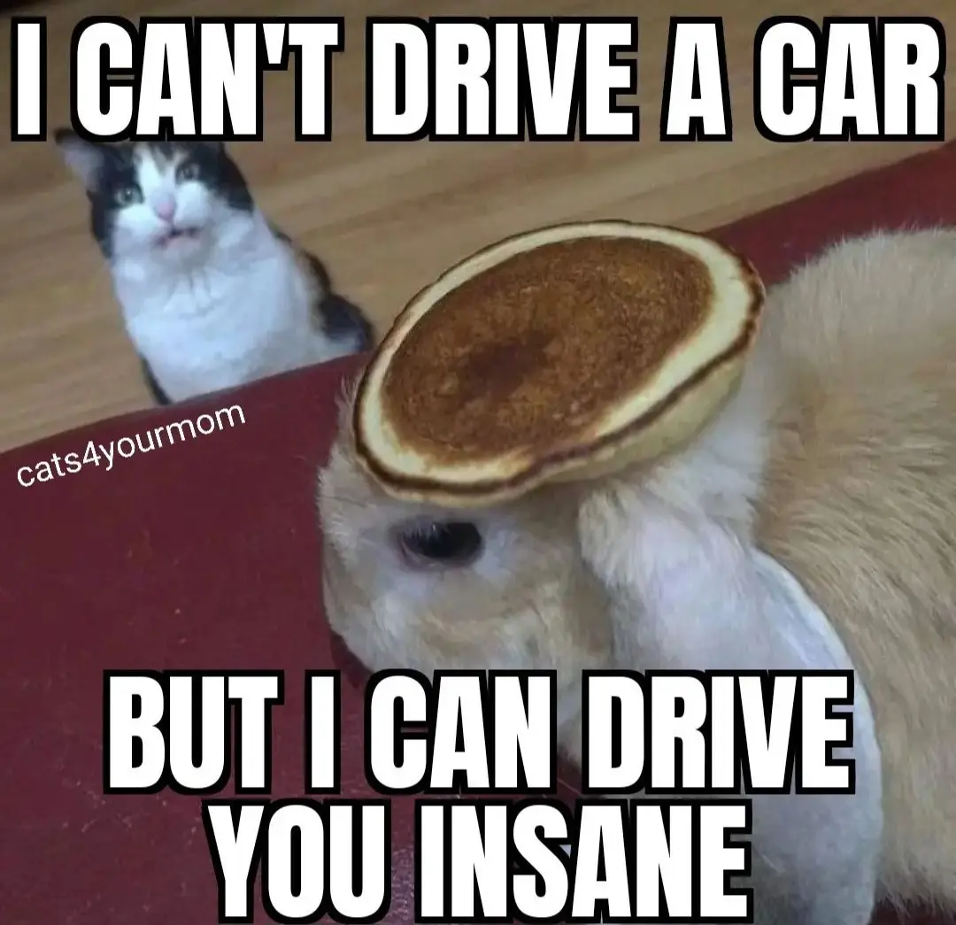 A close-up photo shows a light-colored rabbit with a pancake balanced on its head, looking down. In the background, a calico…
