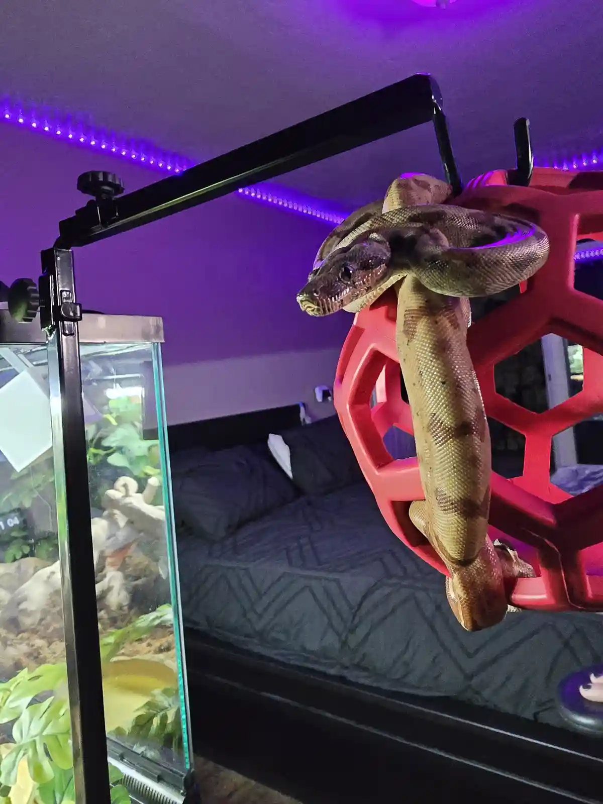 A large, patterned snake is coiled around a red plastic structure in a bedroom, with a glass terrarium visible nearby and…