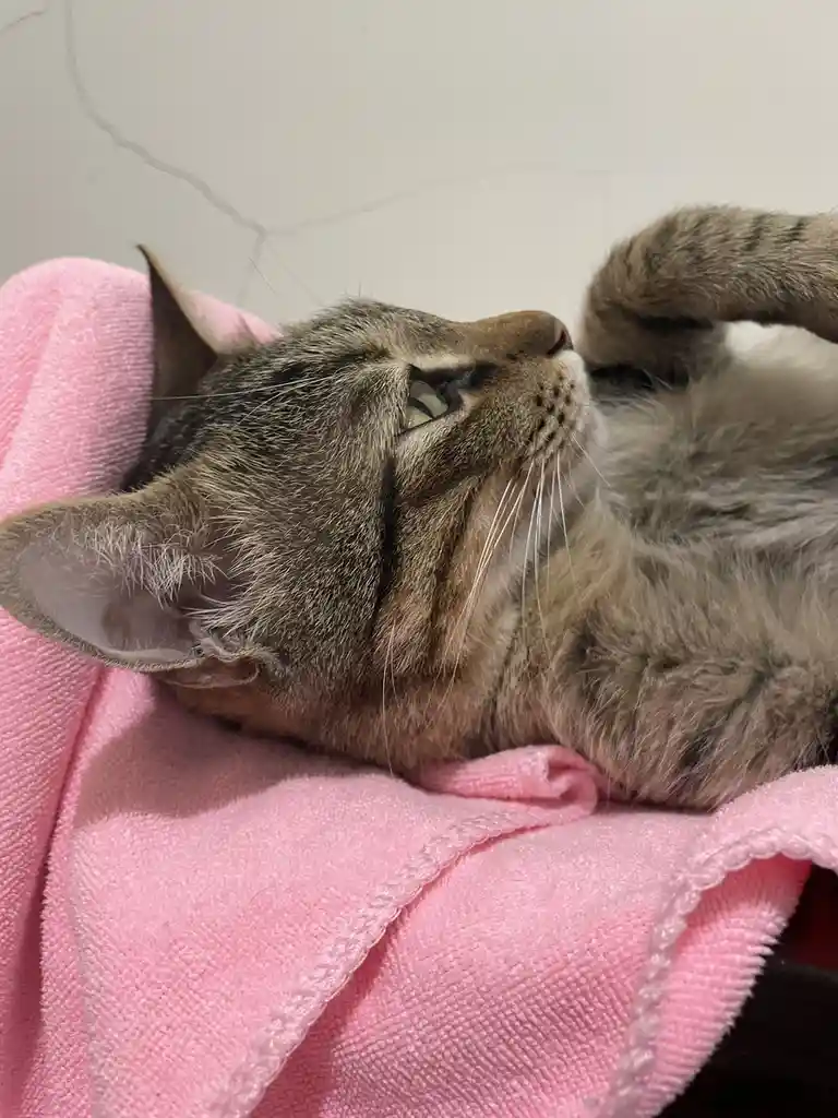 A tabby cat with brown and black stripes is lying on its back on a pink towel, looking upward with half-closed eyes. Its…