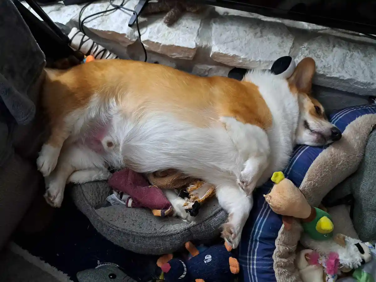 A tan and white corgi dog is sleeping on its back in a pile of plush toys and blankets, with its belly exposed and paws in…