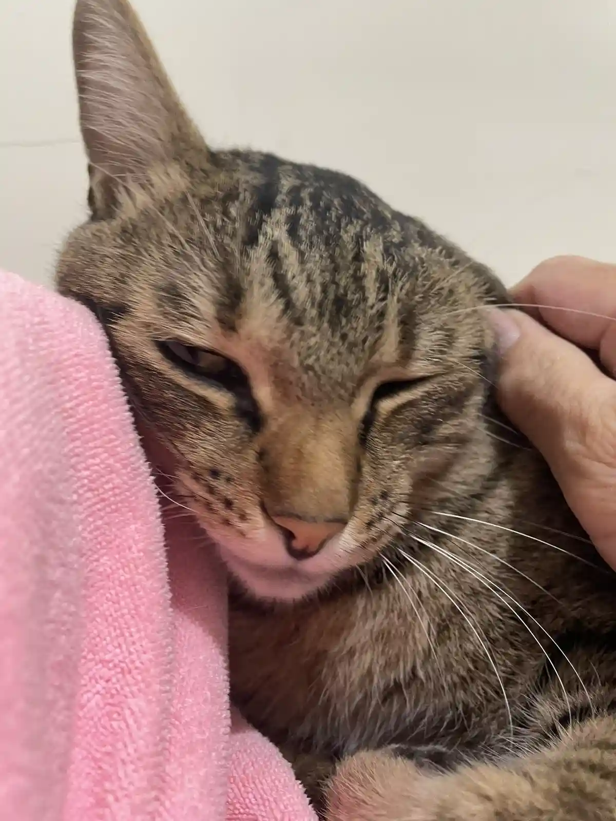 The Playful Wink of a Charming Cat