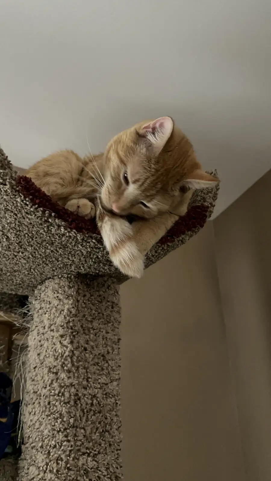 Mr. Tang Takes on the Challenge of Cleaning the Tail