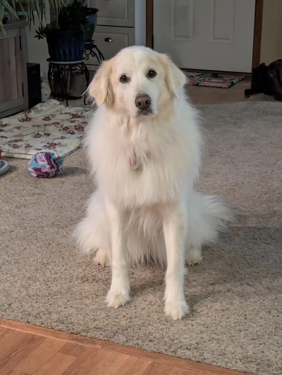 A fluffy, light-colored dog with long fur sits attentively on a beige carpet in a home, looking directly at the camera. In…