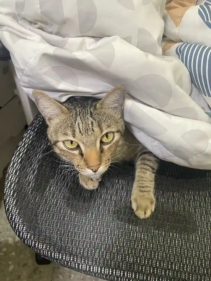 A tabby cat with yellow eyes peeks out from under a white duvet with gray circular patterns, sitting on a black mesh office…