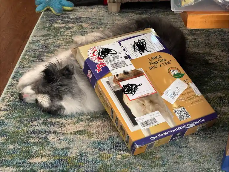 A fluffy gray and white cat is sleeping peacefully next to a large cardboard box labeled 'Airseal Pet Door' with UPS…