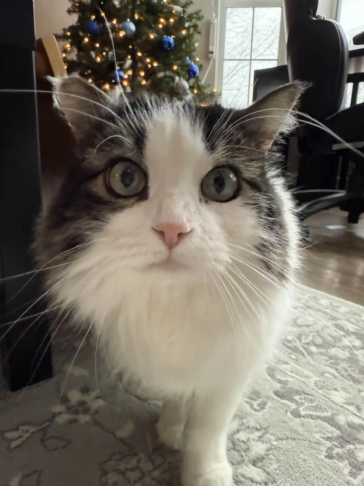 My Cat Joins in to Wish You a Merry Christmas!