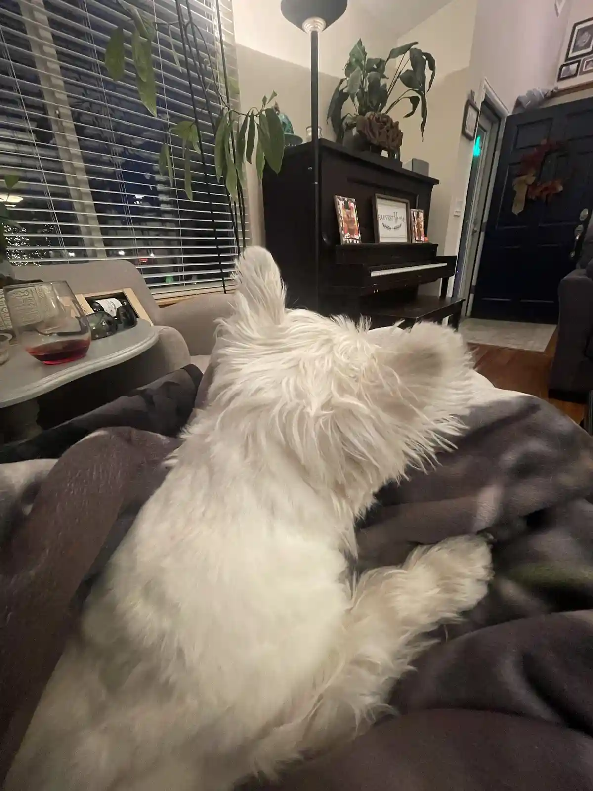 A fluffy white dog is seen from behind, curled up and resting on a dark plaid blanket on a couch in a cozy living room. The…