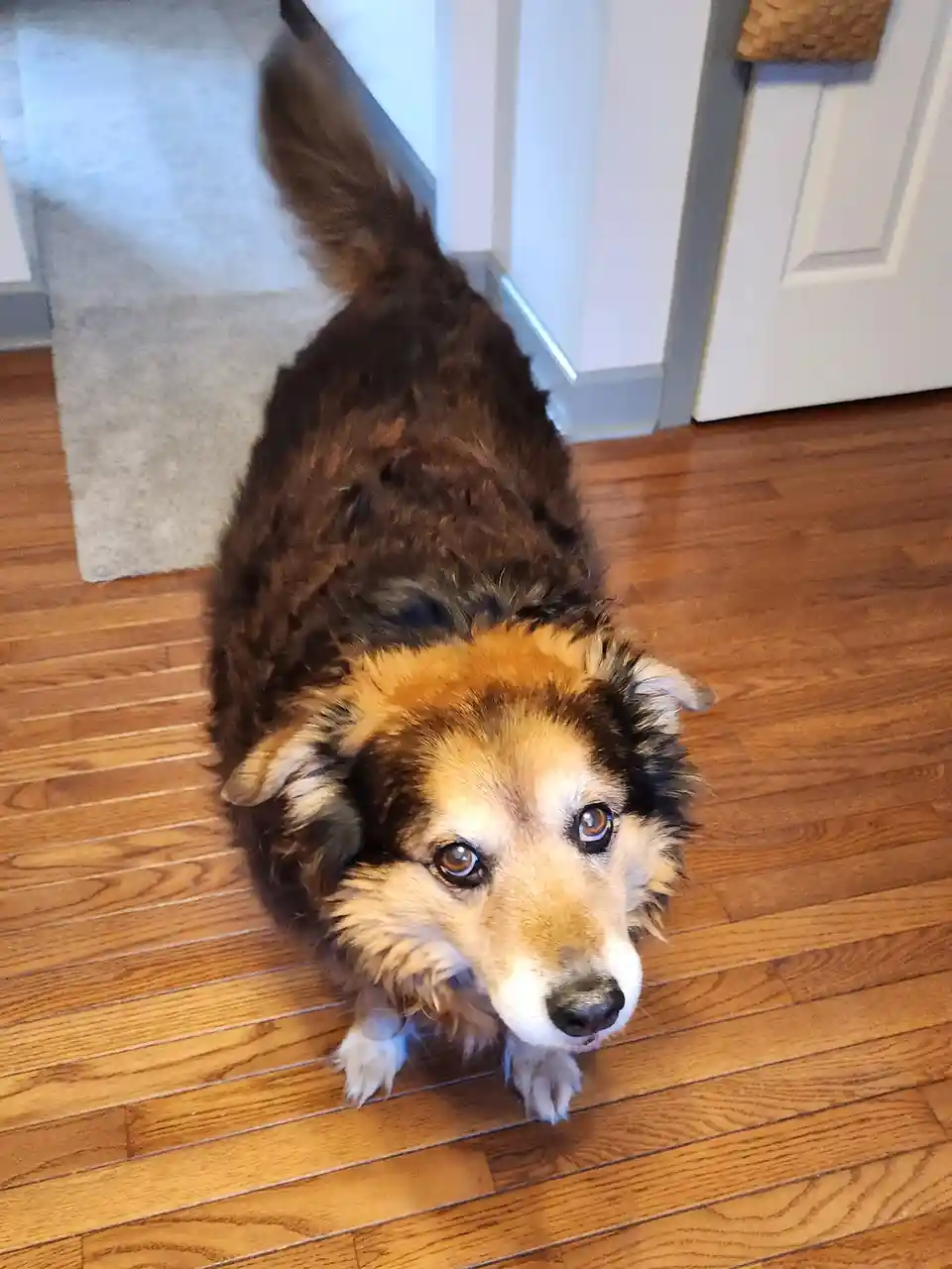 A fluffy brown and tan dog with large, pleading eyes sits on a wooden floor looking up at the camera, its tail slightly…
