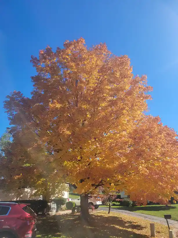 A Sneak Peek at Autumn's Vibrant Colors